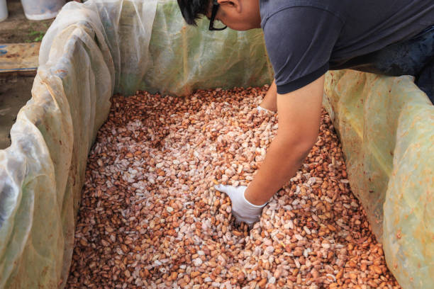 istock The process of fermenting fresh cocoa beans in a tank 1291765189