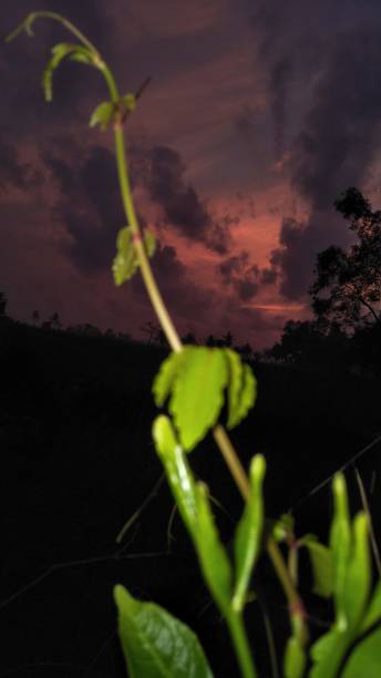 istock Plants in change of day 1291765467