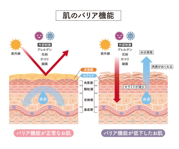 皮膚5前面の断面 - cross section illustrations点のイラスト素材／クリップアート素材／マンガ素材／アイコン素材