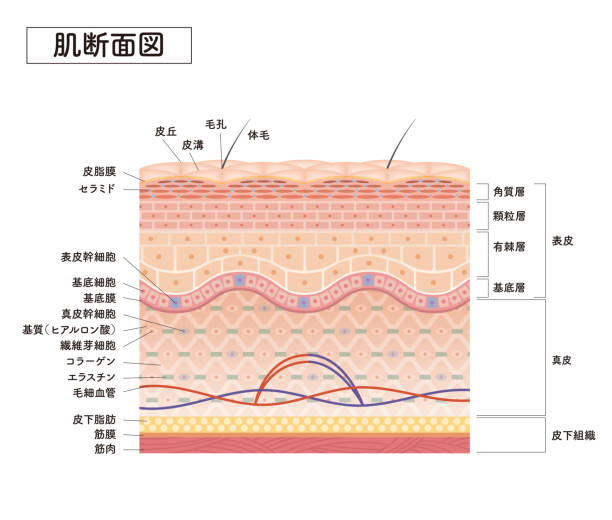 illustrations, cliparts, dessins animés et icônes de coupe transversale de la peau 7 avant - exfoliation