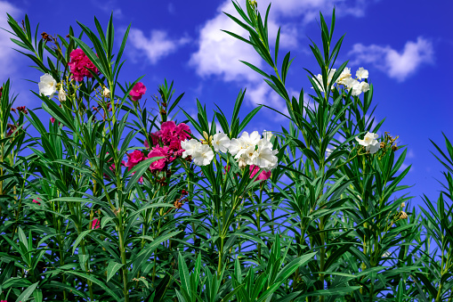 Shrub with white and magenta Nerium oleander flowers against a bright blue summer sky. Beautiful natural floral wallpaper. Ornamental plant outdoors in garden or park