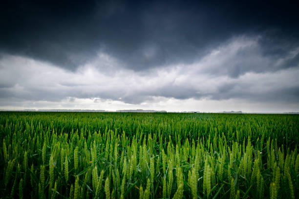 ciemne chmury burzowe nad polami pszenicy na obszarach wiejskich - storm wheat storm cloud rain zdjęcia i obrazy z banku zdjęć