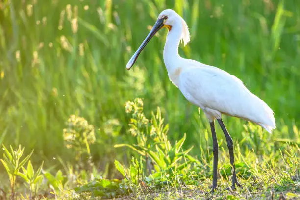 Photo of Eurasion Spoonbill (Platalea leucorodia) wading bird during a beautiful springtime evening.