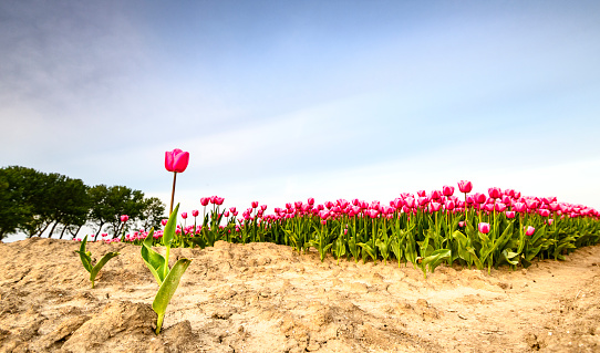 Field of pink tulips with one single tulip standing out from the rest of the field during a beautiful springtime day in Flevoland, The Netherlands. Suitable for social distancing concepts.