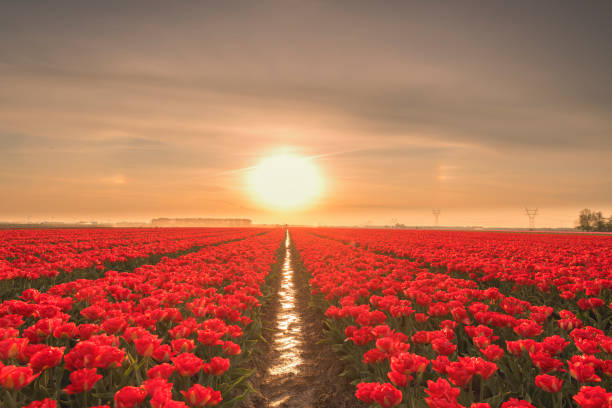 istock Field of red tulips during a beautiful springtime sunset 1291768333