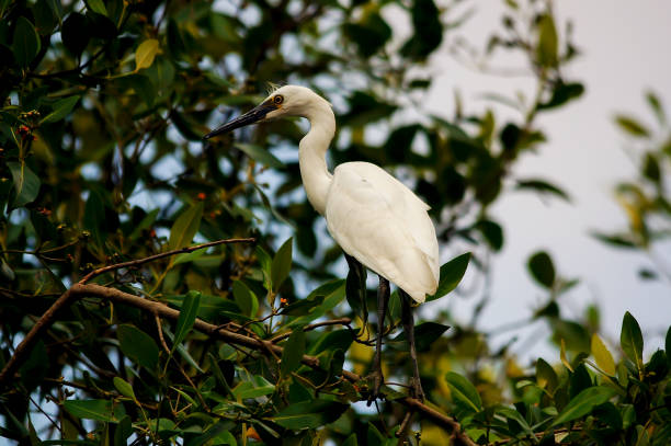 istock Little egret perched on mangrove branches 1291768431