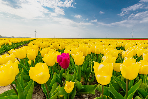 Field of yellow tulips with one single purple tulip during a beautiful springtime day in Flevoland, The Netherlands.