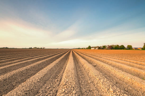 Freshly plowed potato field with straight line pattern and diminishing perspective in Flevoland during a beautiful spring day.