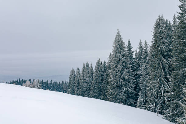 istock Snow covered fir trees in the forest 1291769773