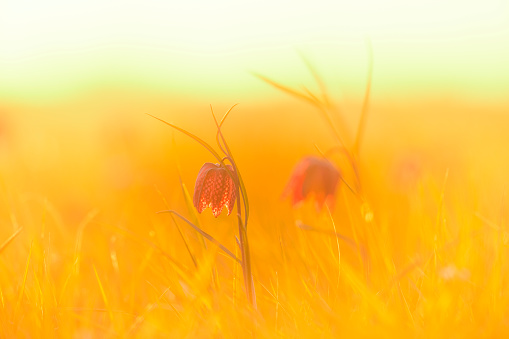 Snake's Head Fritillary (Fritillaria meleagris) in a meadow during a beautiful springtime sunrise with drops of dew on the grass.