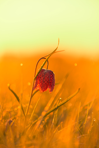 Snake's Head Fritillary (Fritillaria meleagris) in a meadow during a beautiful springtime sunrise with drops of dew on the grass.