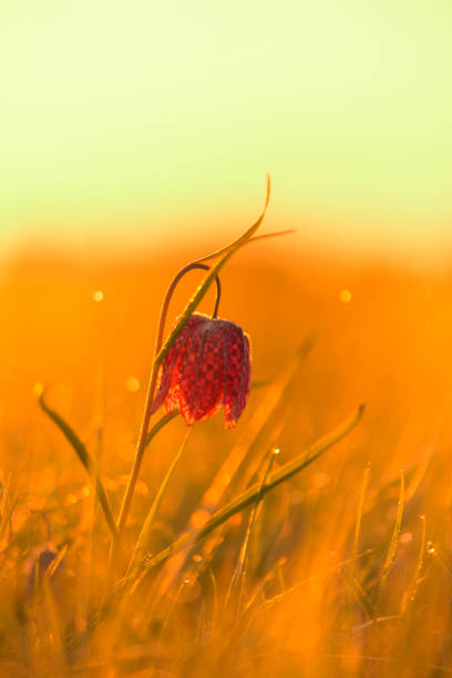 Snake's Head Fritillary (Fritillaria meleagris) in a meadow during a beautiful springtime sunrise with drops of dew on the grass. Snake's Head Fritillary (Fritillaria meleagris) in a meadow during a beautiful springtime sunrise with drops of dew on the grass. ijssel photos stock pictures, royalty-free photos & images