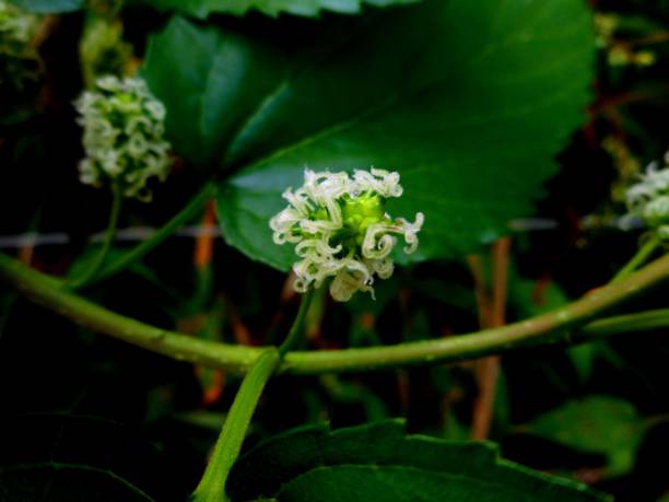 istock botany plantae family Moraceae blackberry fruit - morus sp. 1291771002