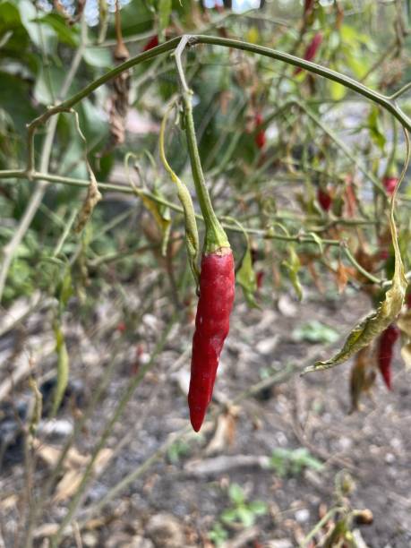 istock dry red chili on the tree 1291772643