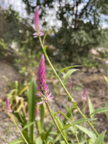 istock pink celosia argentea flower in nature garden 1291772778