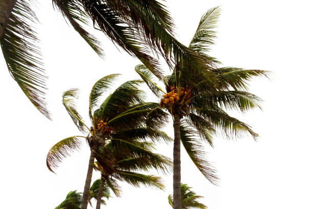 istock Windy tropical storm and palm trees 1291773132
