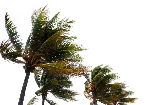 istock Windy tropical storm and palm trees 1291773136