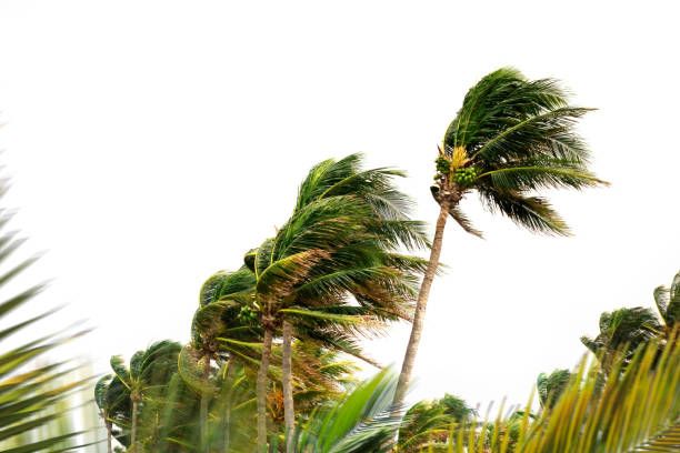 istock Windy tropical storm and palm trees 1291773334
