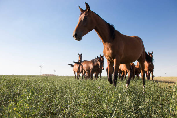 istock Horses Runnung Wild in Argentina 1291773347
