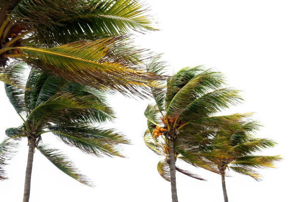 istock Windy tropical storm and palm trees 1291773565