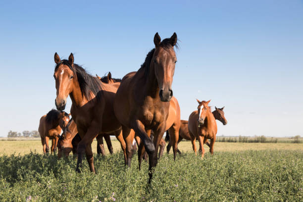 istock Horses Runnung Wild in Argentina 1291774176