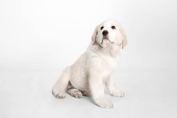 portrait of cute central asian shepherd puppy isolated on white background. - toung imagens e fotografias de stock