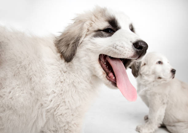 close-up dog face of central asian shepherd puppy isolated on white background. - toung imagens e fotografias de stock