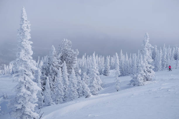 istock Winter forest, snow covered fur trees 1291774255