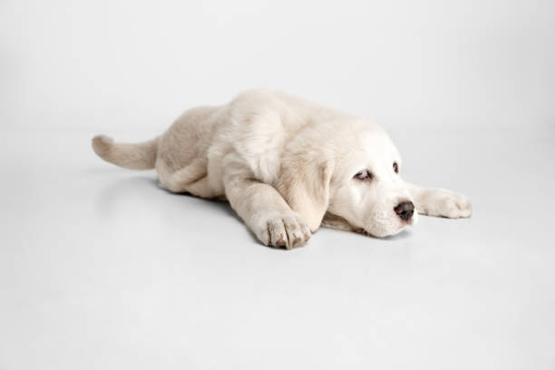 portrait of cute middle asian shepherd dog puppy isolated on white background. - toung imagens e fotografias de stock