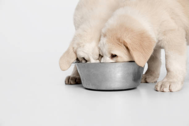 istock Two Central Asian shepherd dog puppies eating isolated on white background. 1291774270