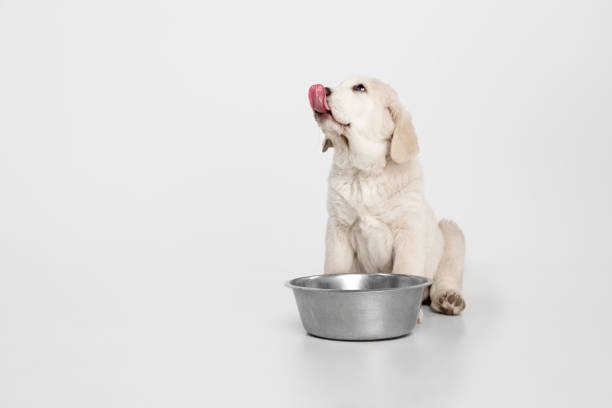 cute puppy of central asian shepherd dog eating isolated on white background. - toung imagens e fotografias de stock