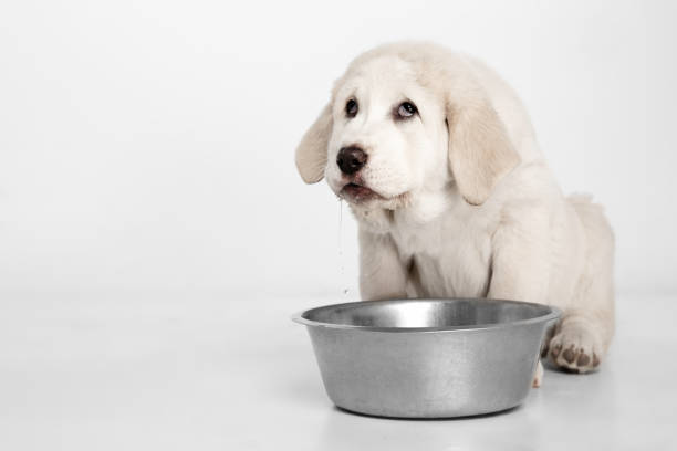 cute puppy of central asian shepherd dog eating isolated on white background. - toung imagens e fotografias de stock