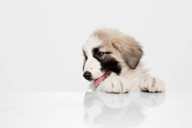 portrait of cute central asian shepherd puppy isolated on white background. - toung imagens e fotografias de stock
