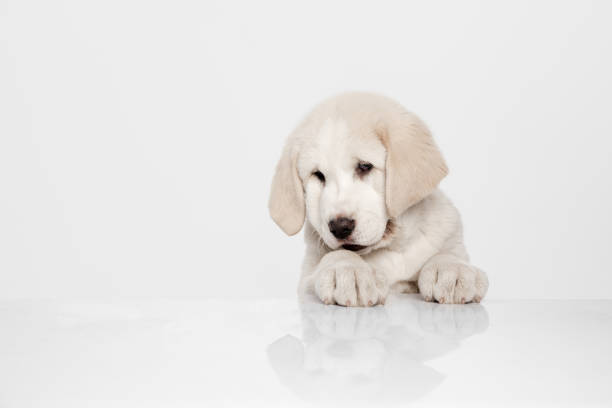 portrait of cute central asian shepherd puppy isolated on white background. - toung imagens e fotografias de stock