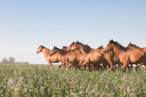 istock Horses Runnung Wild in Argentina 1291774613