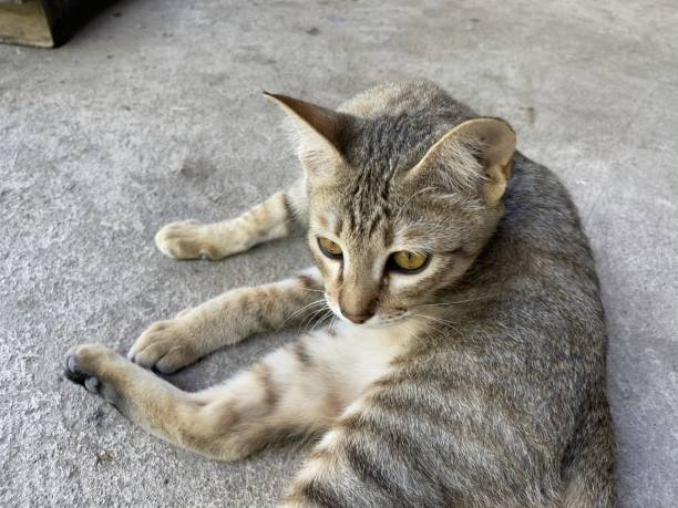 istock cute tabby cat on cement floor 1291774781