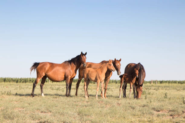 istock Horses Runnung Wild in Argentina 1291774861