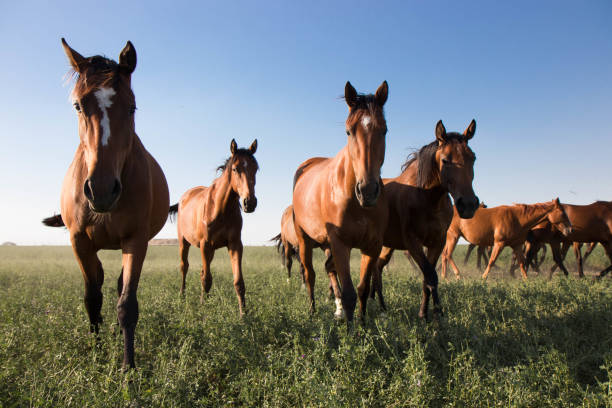 istock Horses Runnung Wild in Argentina 1291774942