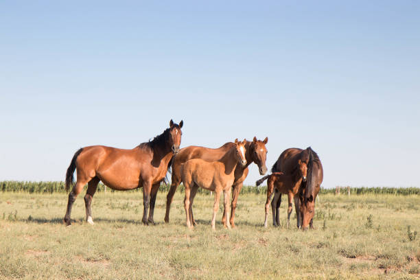 istock Horses Runnung Wild in Argentina 1291774997