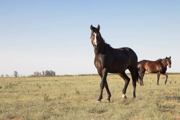 istock Horses Runnung Wild in Argentina 1291775075