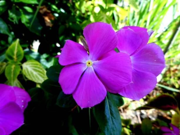 istock flor vinca - catharanthus roseus 1291775137