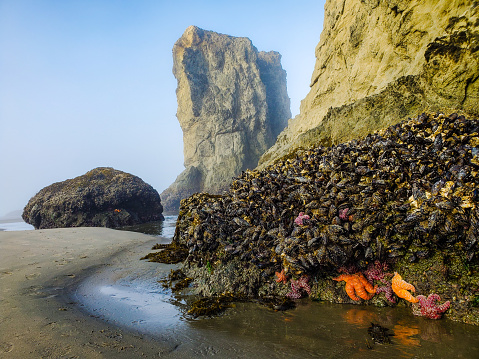 Foam on the waves, coastal rocks. Seaweed on rocks, landscape. Green moss on rock near body of water
