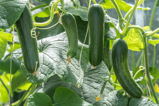 Beautiful fresh organic cucumber grown in greenhouse