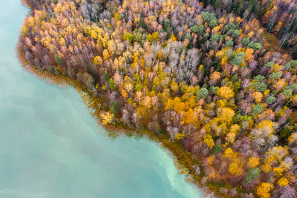 istock Autumn forest by lake Marinovo, view from above. 1291781797