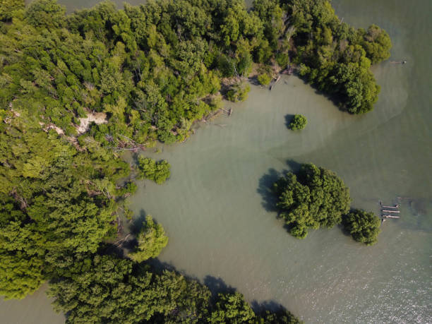 istock Aerial view of mangrove green tree forest in river, environment concepts. 1291781925