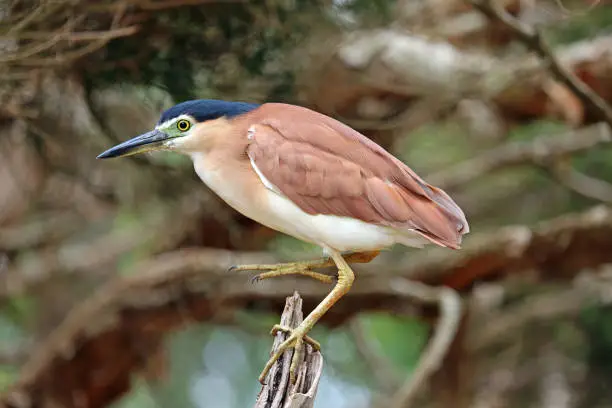 Photo of Nankeen night heron