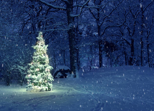 árvore de natal na neve - christmas christmas tree sweden decoration - fotografias e filmes do acervo