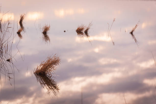 istock First lights of day over a calm lake 1291786069