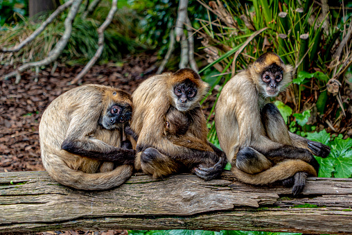 Multiple Spider Monkeys Sitting on a Log Together