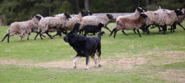 istock A flock of sheep with a shepherd and a dog. 1291787384